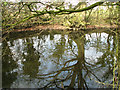 Small pond beside Norwich Road in Marlingford and Colton