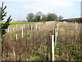A small new plantation beside Norwich Road in NR9 5DB