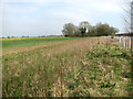 Crop fields beside Norwich Road in NR9 5DB