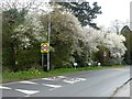 Early spring blossom on Ferriby High Road in HU14 3JL