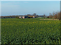 Oil seed rape crop and Stray Pasture Farm in PE34 3BB