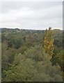 Woodland below the Digswell Viaduct in AL6 0BX