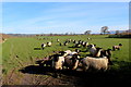 Sheep Pasture, Tunstall in LA6 2QP