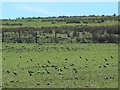 Golden plovers on a field above Acton Burn in NE47 9SP