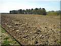 Trafford's Bank Covert and ploughed field in WA14 3DD