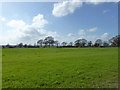 Farmland west of Coopers Lane in TN25 7HN