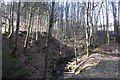 Burn, Blackcraig Forest in PH10 7JQ