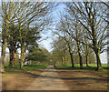 Avenue of trees in Cassiobury Park in WD17 3DQ