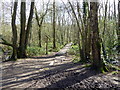 Board walk in Powdermill Wood nature reserve in TN33 0SY