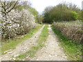 Bridleway with blossom to Rusper Road in RH5 5JJ