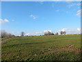 Field near Ingatestone Hall in CM4 9NT