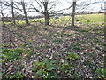 Wooded area near Ingatestone Hall in CM4 9NT