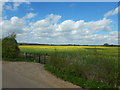 Rapeseed Fields near Shottesbrooke Farm in SL6 3SB