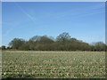 Stubble field towards Forest Covert in WS15 3SJ
