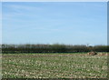 Stubble field near Hadley End in WS15 3SJ