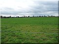 Farmland north-east of Drakelow Gorse Farm in CW10 9NL