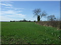 Hedgerow and field, Yoxall in DE13 8PS