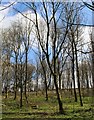 Woodland at Clayhill in early April in GL54 5TA