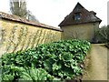 Rhubarb crop at Barrington Court in TA19 0NQ