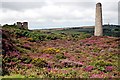 Heather covered Ruins at Wheal Basset Stamps in TR16 6QX