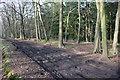 Track through Greyhone Wood in RG9 5PG