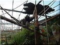Pileated Gibbon at Colchester Zoo in Heckfordbridge
