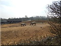 Rhinos at Colchester Zoo in Heckfordbridge