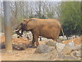 Elephant at Colchester Zoo in CO3 0SR