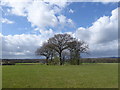 Clump of trees on the way to Edenbridge in TN8 5BQ