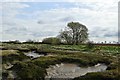Paglesham Creek near Loftman's  Sluice in SS4 2DJ