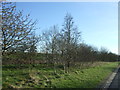 Trees beside the A513 in B79 9BU
