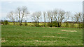 Trees at edge of field in NE32 4BG