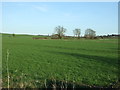 Crop field, Comberford in B79 9BD