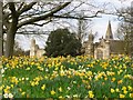 Daffodils in the South Garden of Burghley House in St. Martin's Without