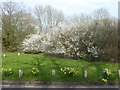 Daffodils and hawthorn on Little Browns Lane in TN8 6LJ