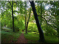 Path in West Marden Copse in PO18 9ET