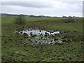 Boggy grazing near Incbelle Farm in G66 1RU