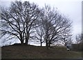 Trees on the corner of Lower Road, Birch in Birch