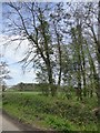 Edge of woodland and view beyond, near Mountstephen House in EX15 3FH