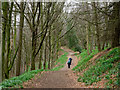 Path in Whorl Hill Wood in TS9 7BW
