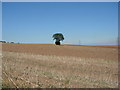 Lonesome tree off Sheepwalk Lane. in WF9 1FR