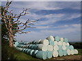 Dead tree and silage bales in Highampton