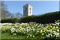 All Saints' and daffodils in LS24 8BQ