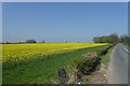 Rape fields along Church Lane in LS24 8BQ
