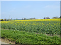Field of oil-seed rape in CB9 7QN