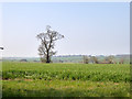 Hedgerow tree in IP29 5EH