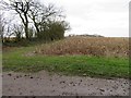 Maize - cover for pheasants in RG25 2DJ