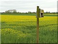 Nesting box in a field of oil seed rape in YO8 3TP