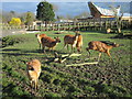 The Sitatunga enclosure at Chester Zoo in CH2 4AU