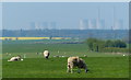 Sheep at Willingham by Stow in Willingham by Stow